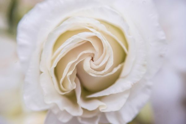 Close up of wedding bouquet - a white rose macro photo