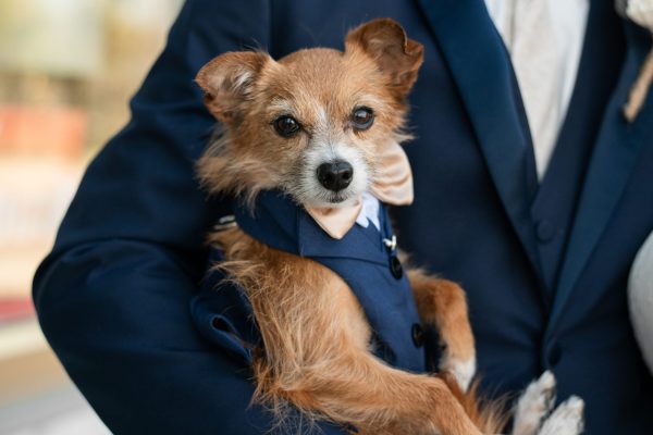 ring bearer dog retrosuites